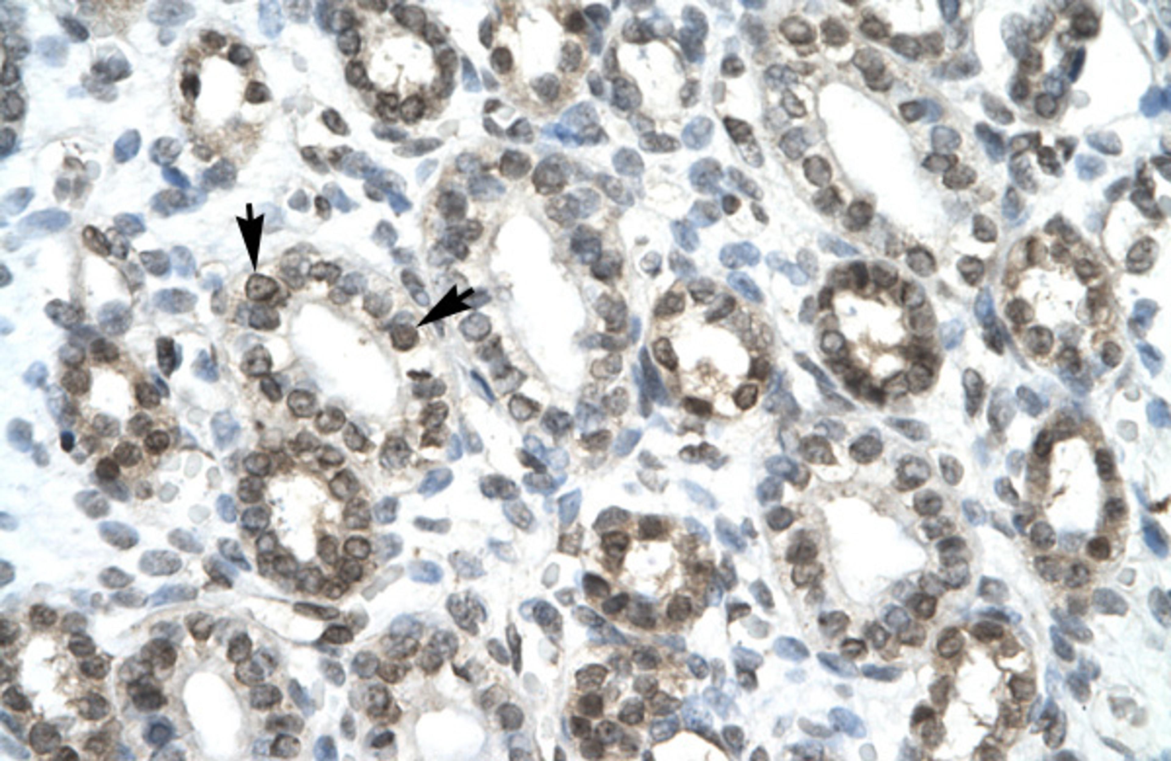 Antibody used in IHC on Human kidney at 4.0-8.0 ug/ml.