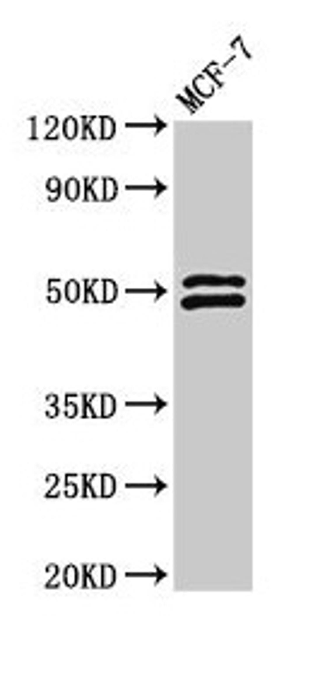 Western Blot. Positive WB detected in: MCF-7 whole cell lysate. All lanes: NCF2 antibody at 2.8µg/ml. Secondary. Goat polyclonal to rabbit IgG at 1/50000 dilution. Predicted band size: 60, 48, 55, 51 kDa. Observed band size: 51, 48 kDa