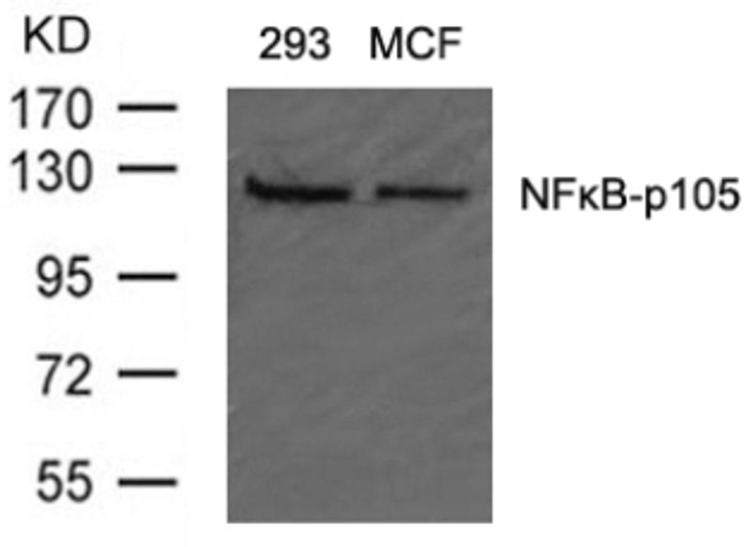 Western blot analysis of lysed extracts from 293 and MCF cells using NFκB-p105/p50 (Ab-907).