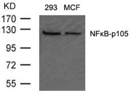 Western blot analysis of lysed extracts from 293 and MCF cells using NFκB-p105/p50 (Ab-907).