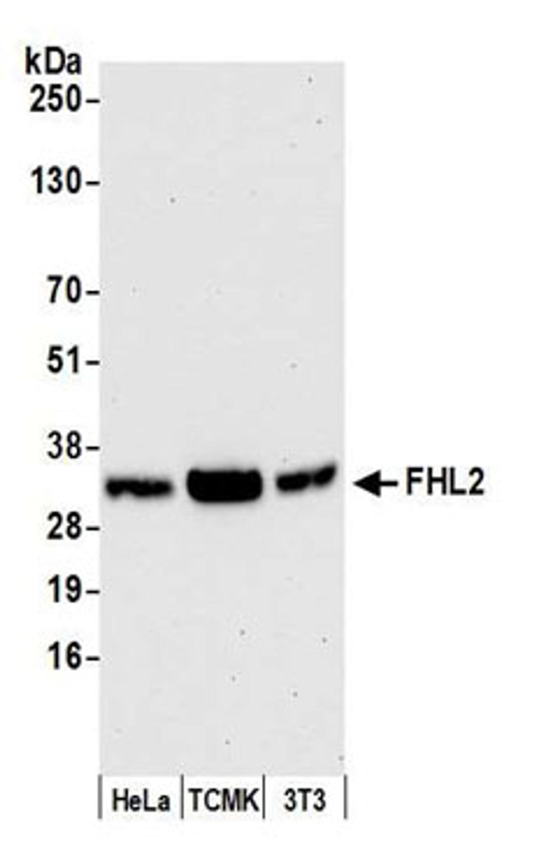 Detection of human and mouse FHL2 by western blot.