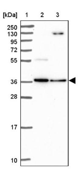 Western Blot: FAM105B Antibody [NBP2-14722] - Lane 1: Marker [kDa] 250, 130, 95, 72, 55, 36, 28, 17, 10<br/>Lane 2: Human cell line RT-4<br/>Lane 3: Human cell line U-251MG sp