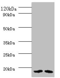 Western blot. All lanes: PAM16 antibody at 2ug/ml. Lane 1: HL60 whole cell lysate. Lane 2: HepG2 whole cell lysate. Secondary. Goat polyclonal to rabbit IgG at 1/10000 dilution. Predicted band size: 14 kDa. Observed band size: 14 kDa. 