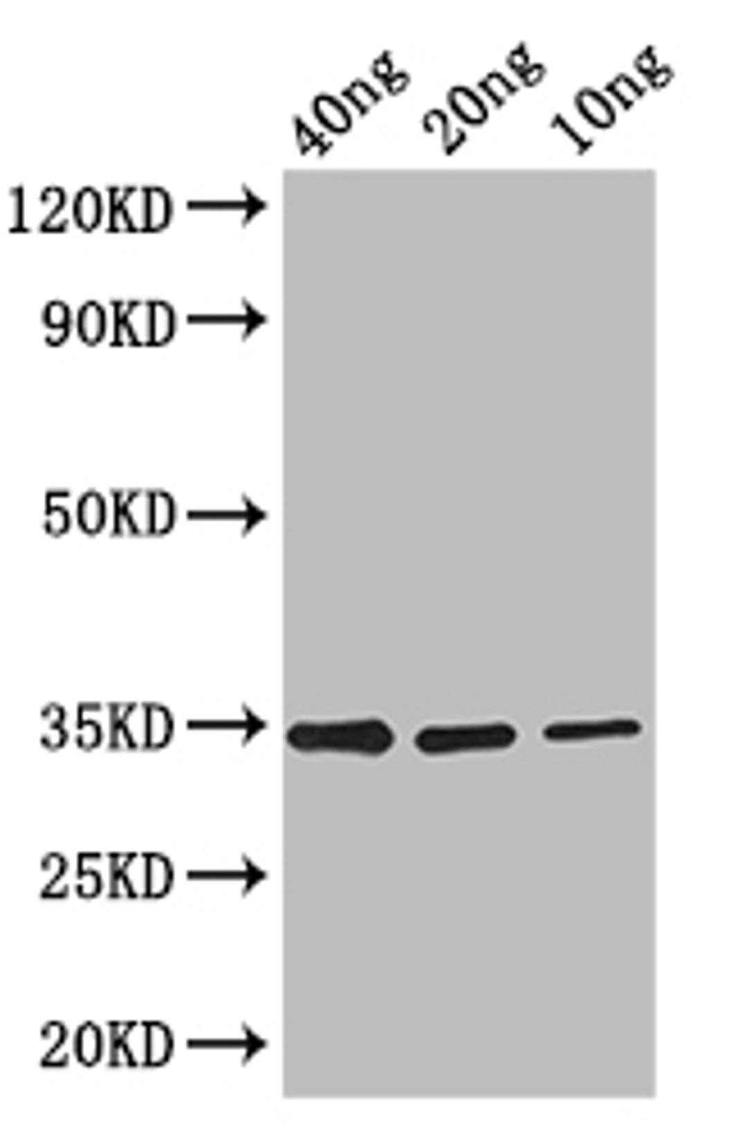 Western Blot. Positive WB detected in: recombinant protein. All lanes: FMRFaR Antibody at 1:1000. Secondary. Goat polyclonal to rabbit IgG at 1/50000 dilution. Predicted band size: 33 kDa. Observed band size: 33 kDa. 