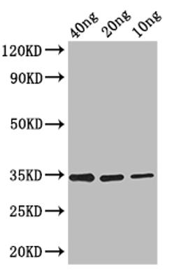 Western Blot. Positive WB detected in: recombinant protein. All lanes: FMRFaR Antibody at 1:1000. Secondary. Goat polyclonal to rabbit IgG at 1/50000 dilution. Predicted band size: 33 kDa. Observed band size: 33 kDa. 