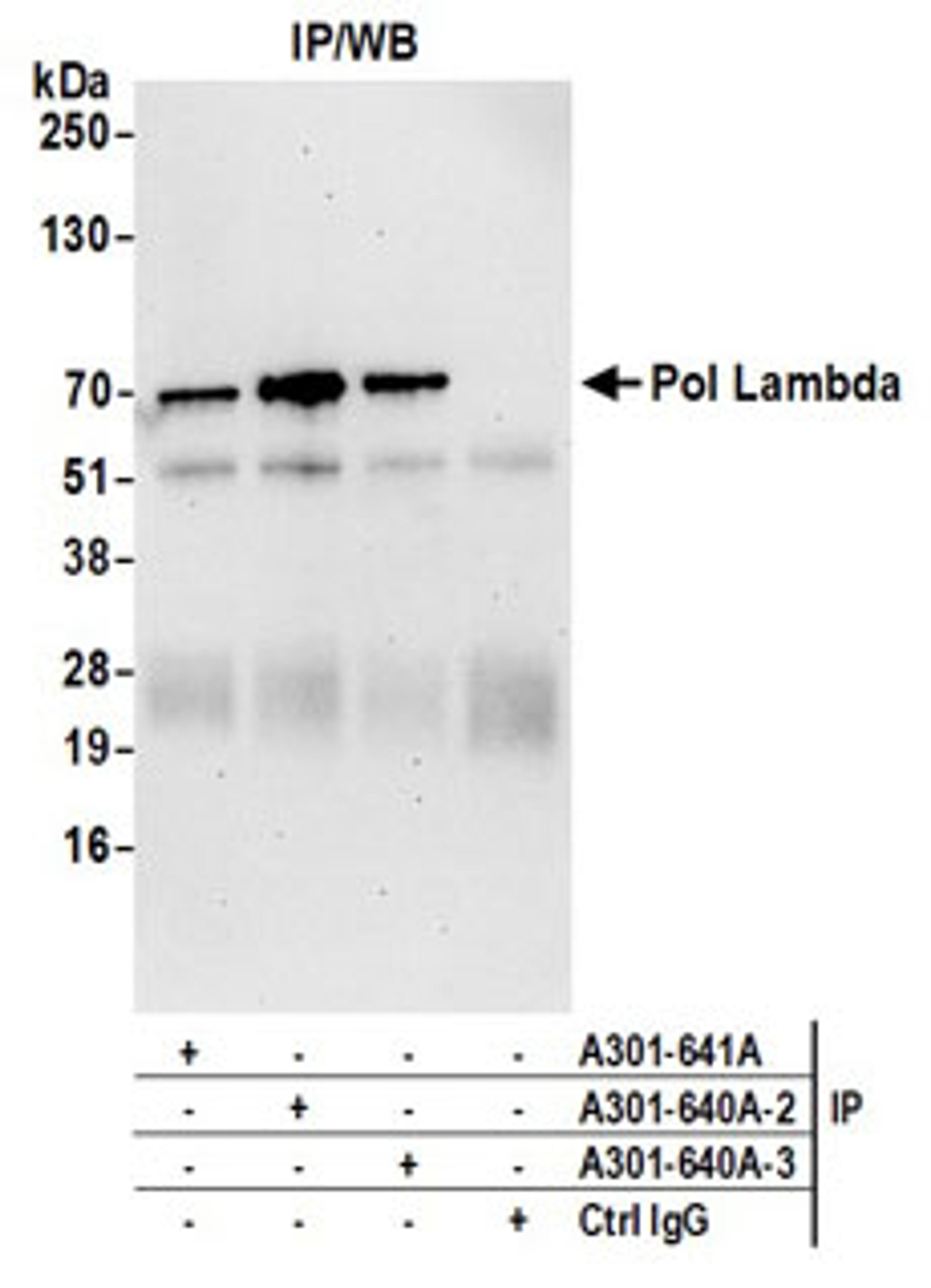 Detection of human Pol Lambda by western blot of immunoprecipitates.