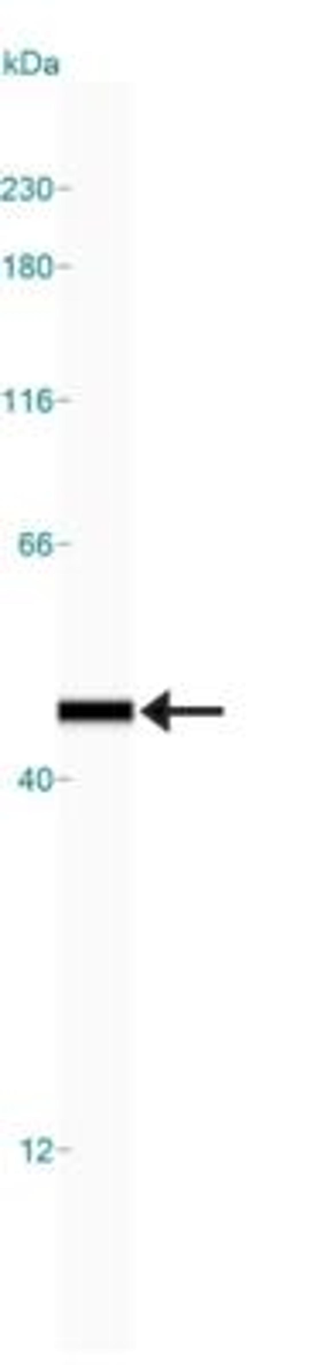 Simple Western: Bif-1/Endophilin-B1 Antibody (30A882.1.1) [NBP2-24733] - Simple Western lane view shows a specific band for Endophilin B1/Bif-1 in 0.05 mg/ml of Jurkat lysate.  This experiment was performed under reducing conditions using the 12-230 kDa separation system.