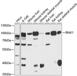 Western blot - IRAK1 antibody (A12624)