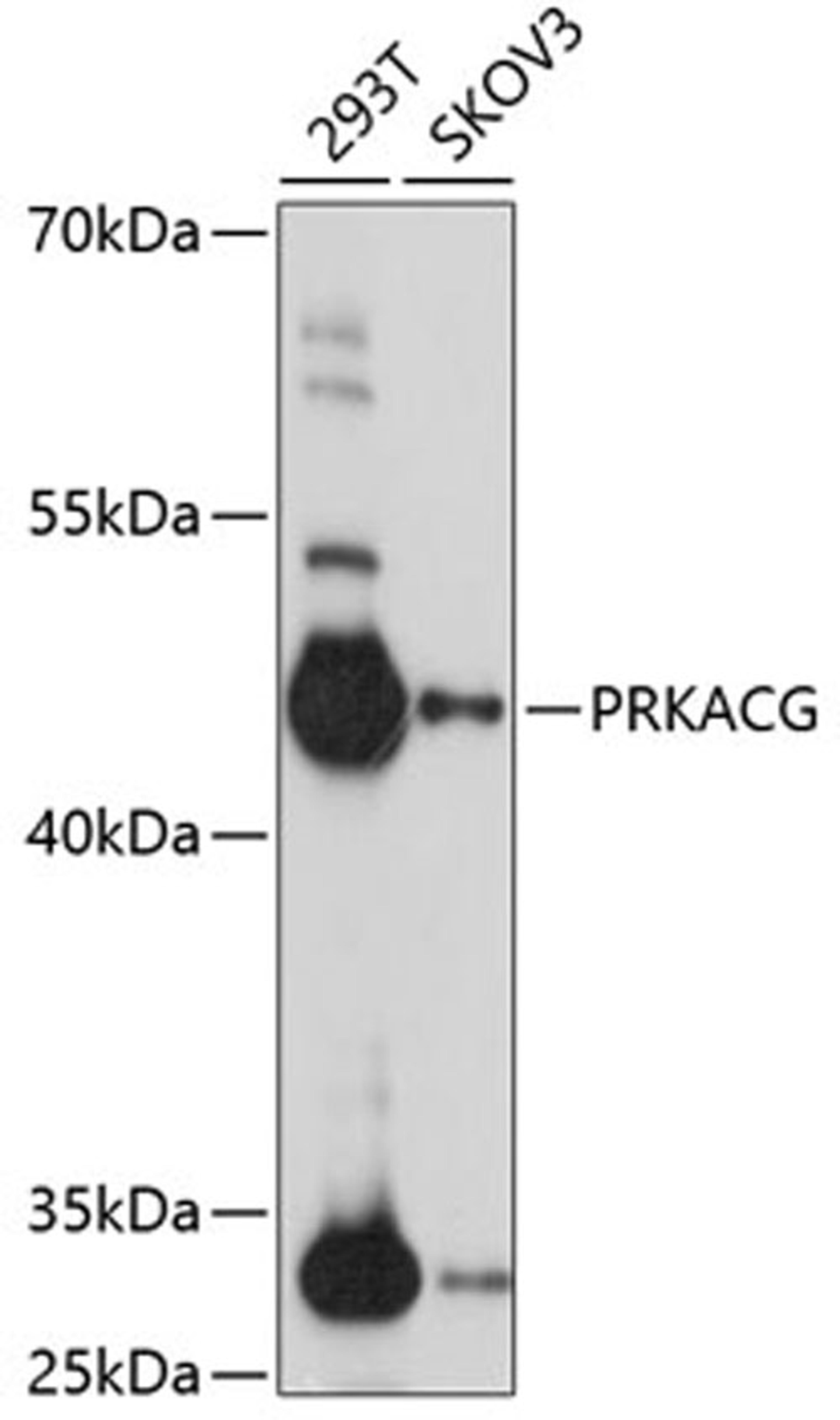 Western blot - PRKACG antibody (A14552)