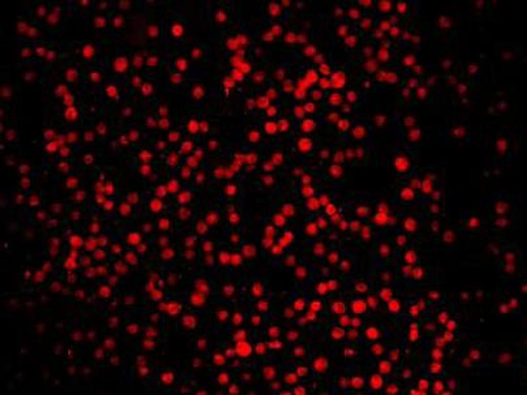 Immunofluorescent staining of K562 cells using LASS2 antibody