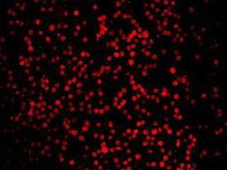 Immunofluorescent staining of K562 cells using LASS2 antibody