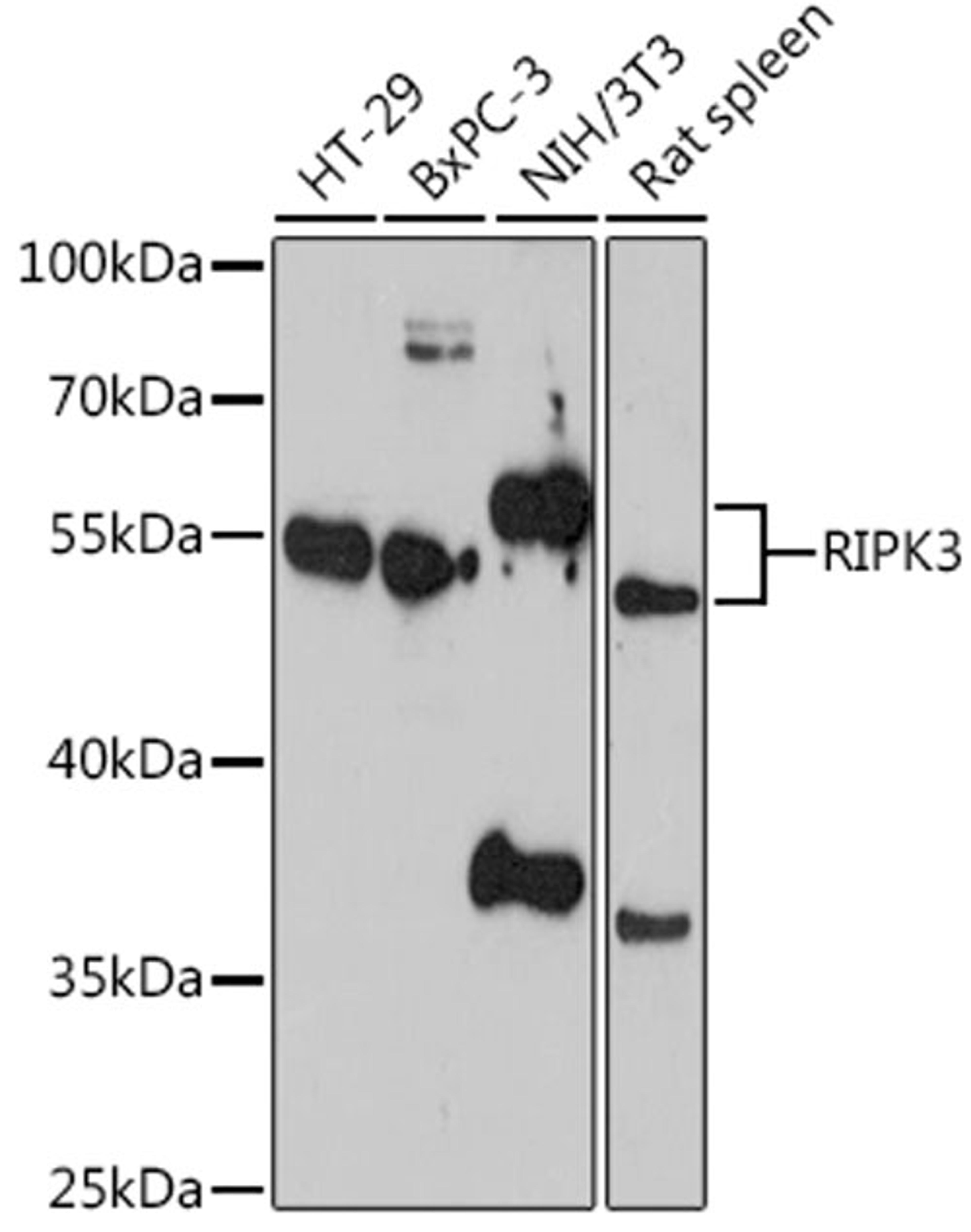 Western blot - RIPK3 antibody (A12996)