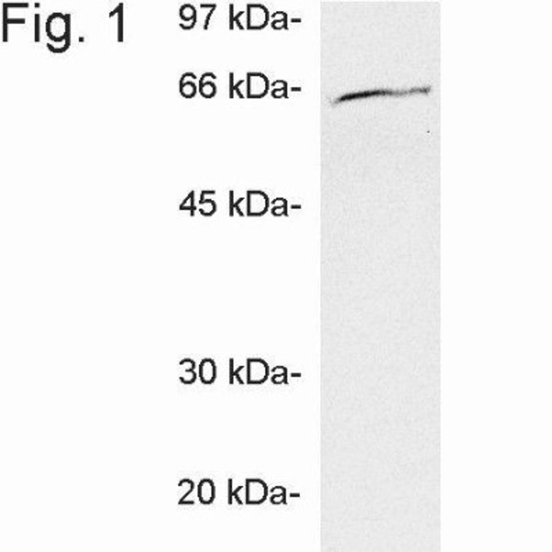 Western Blot: Ubiquilin 1 Antibody [NB120-3341] - Analysis of ubiquilin on CHO cell extract.