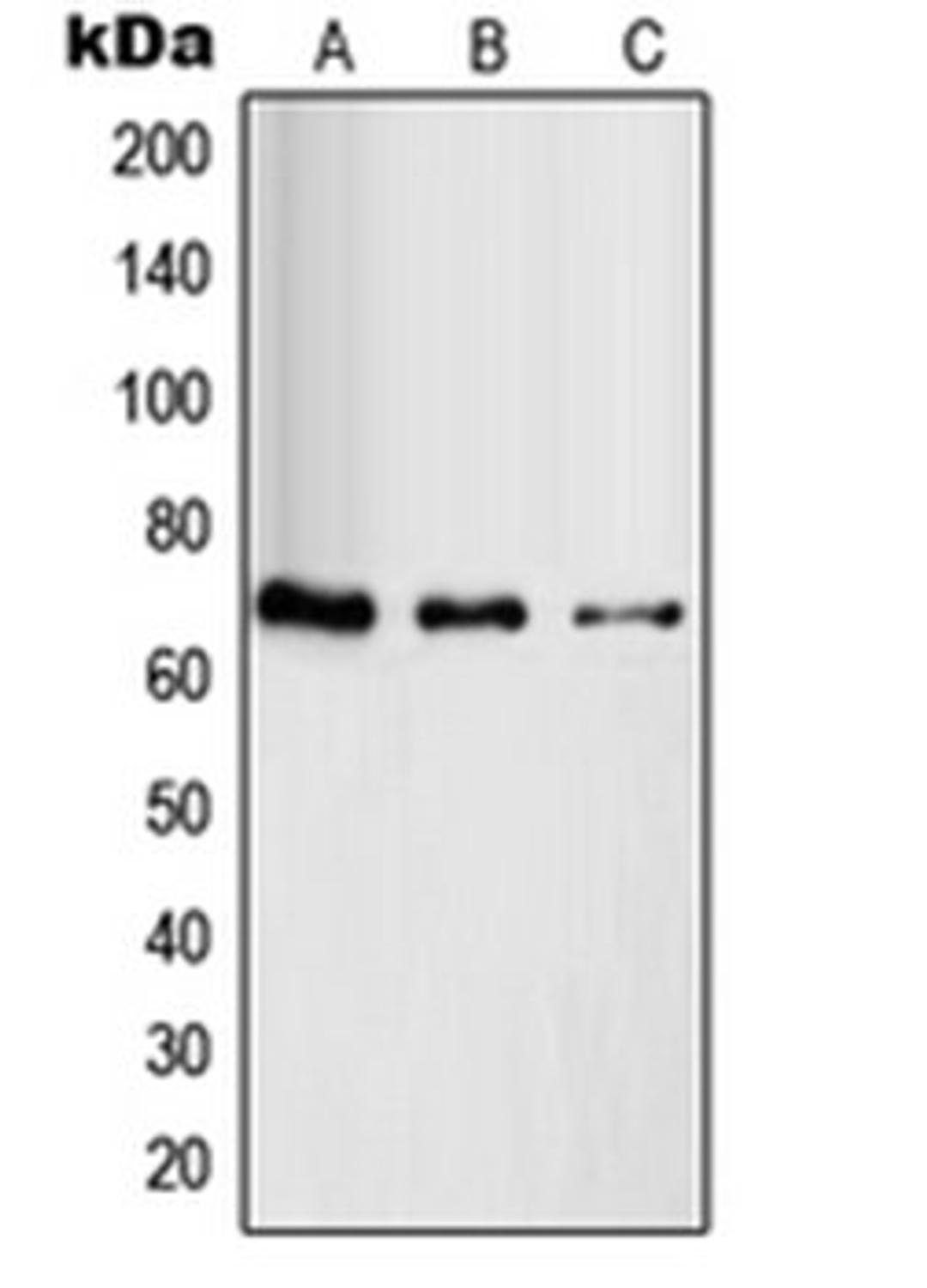 Western blot analysis of HuvEc (Lane 1), HeLa (Lane 2), HT29 (Lane 3) whole cell lysates using RAB11FIP4 antibody