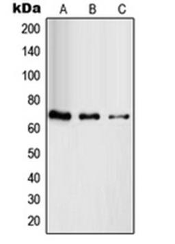 Western blot analysis of HuvEc (Lane 1), HeLa (Lane 2), HT29 (Lane 3) whole cell lysates using RAB11FIP4 antibody