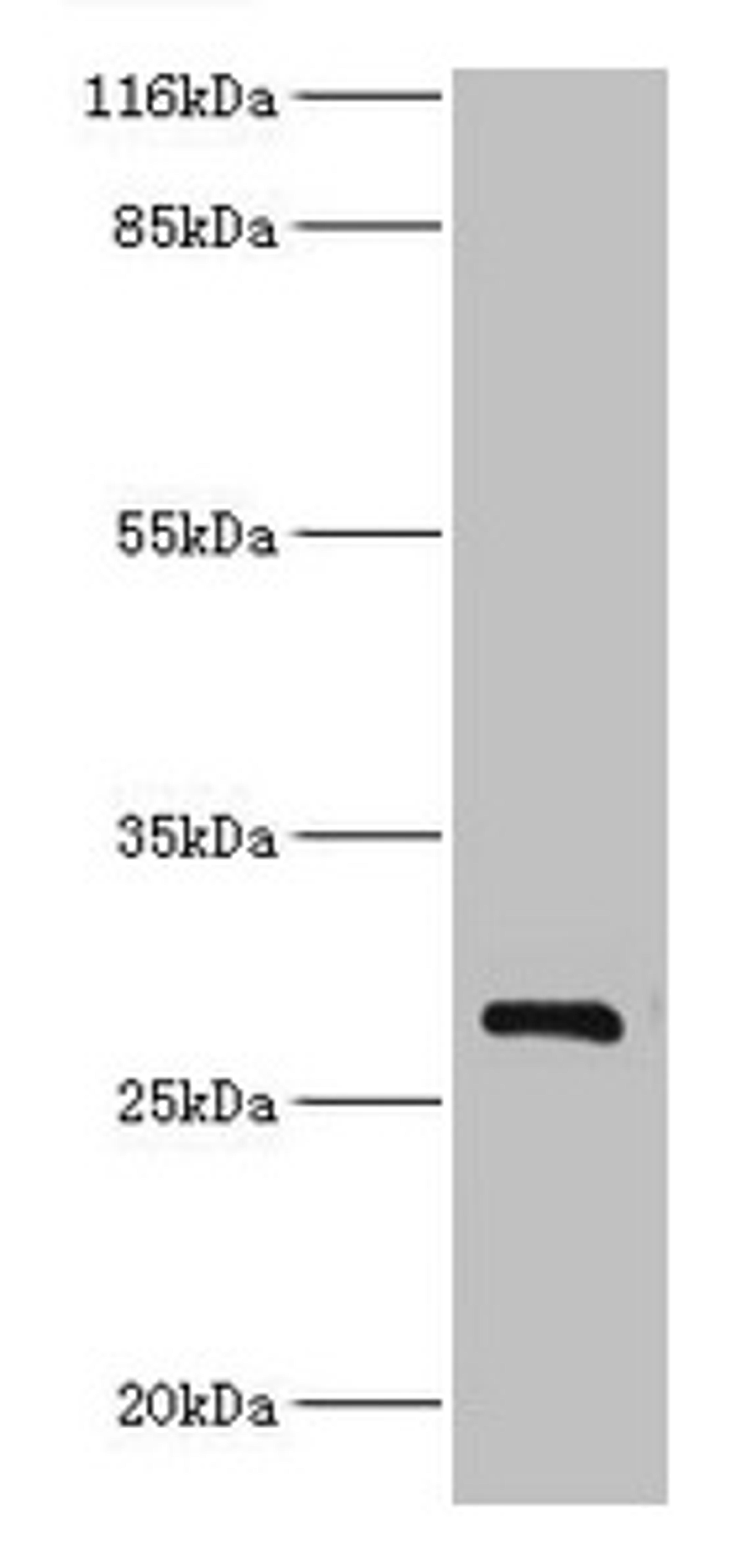 Western blot. All lanes: HSD17B14 antibody at 2µg/ml + Mouse kidney tissue. Secondary. Goat polyclonal to rabbit IgG at 1/10000 dilution. Predicted band size: 29 kDa. Observed band size: 29 kDa