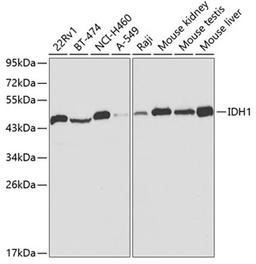 Western blot - IDH1 antibody (A2169)