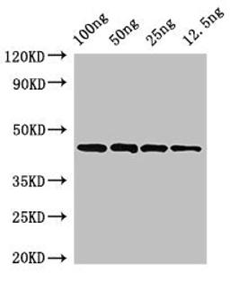 Western Blot. Positive WB detected in Recombinant protein. All lanes: speB antibody at 3.2µg/ml. Secondary. Goat polyclonal to rabbit IgG at 1/50000 dilution. Predicted band size: 44 kDa. Observed band size: 44 kDa