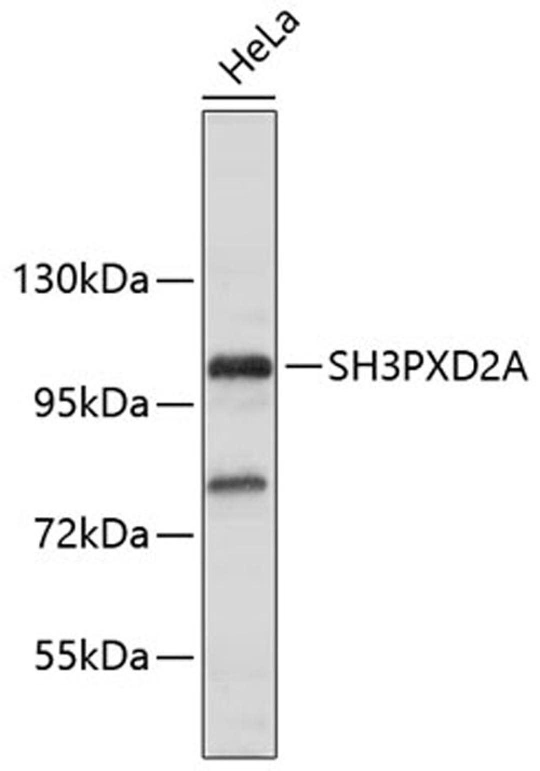 Western blot - SH3PXD2A antibody (A9363)