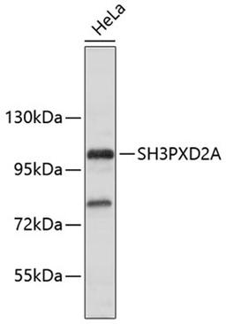 Western blot - SH3PXD2A antibody (A9363)