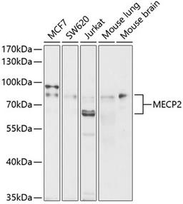 Western blot - MECP2 antibody (A0707)