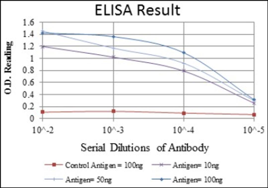 ELISA: ABCG2 Antibody (3G8) [NBP2-22124] - Red: Control Antigen (100ng); Purple: Antigen (10ng); Green: Antigen (50ng); Blue: Antigen (100ng).