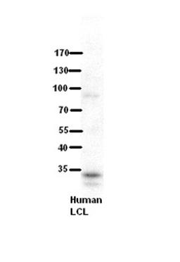 Antibody used in WB on human LCL at 1:500.