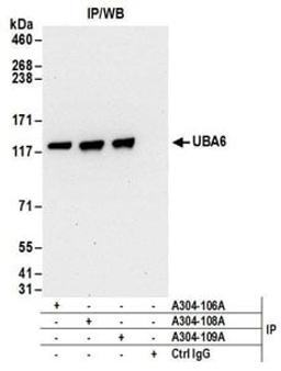 Detection of human UBA6 by western blot of immunoprecipitates.