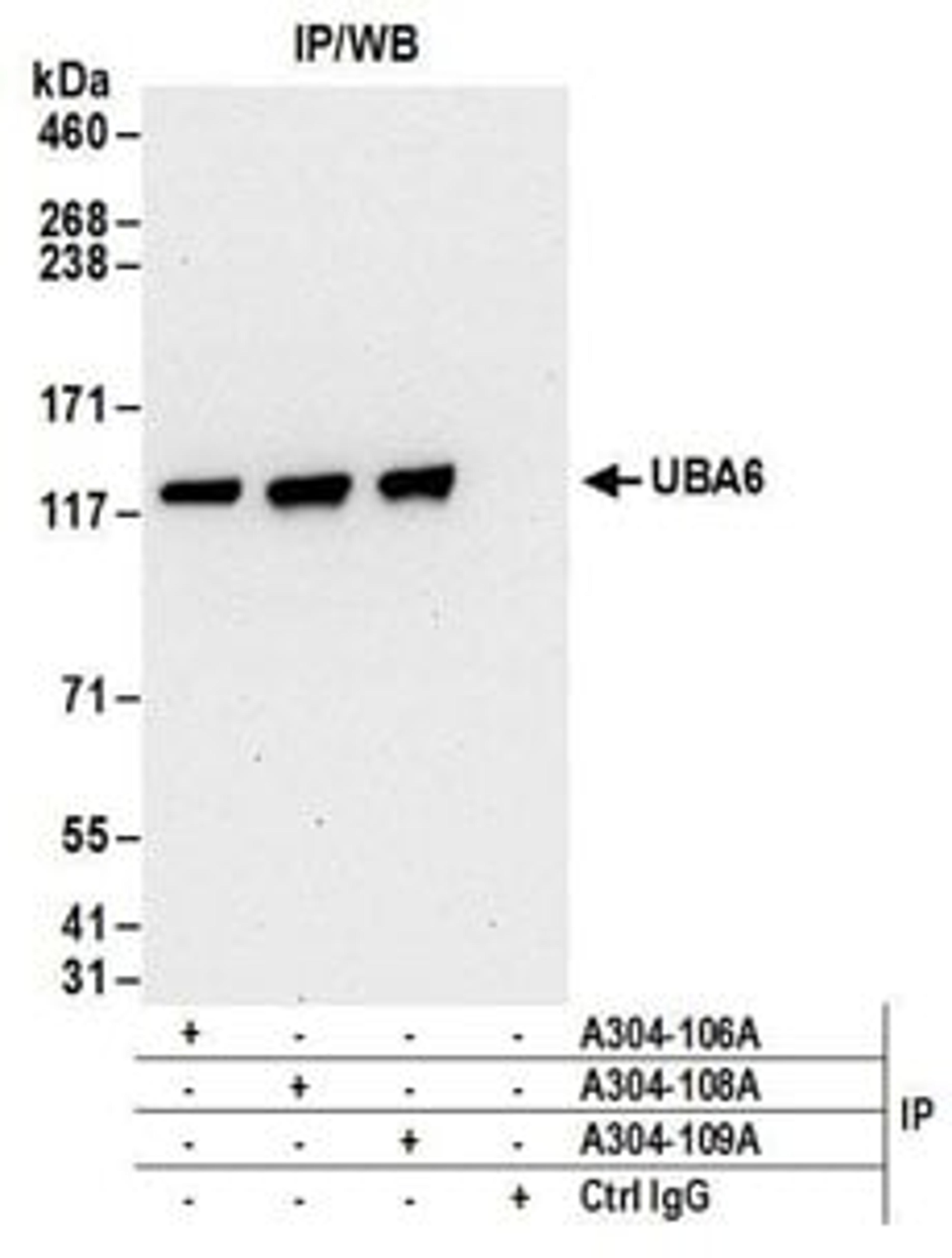 Detection of human UBA6 by western blot of immunoprecipitates.