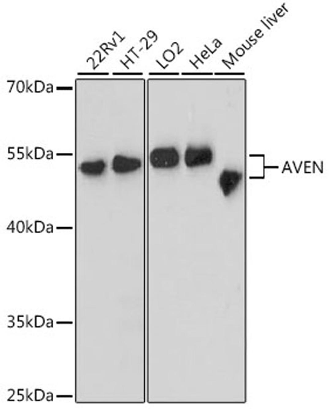 Western blot - AVEN antibody (A12910)