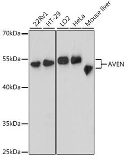 Western blot - AVEN antibody (A12910)