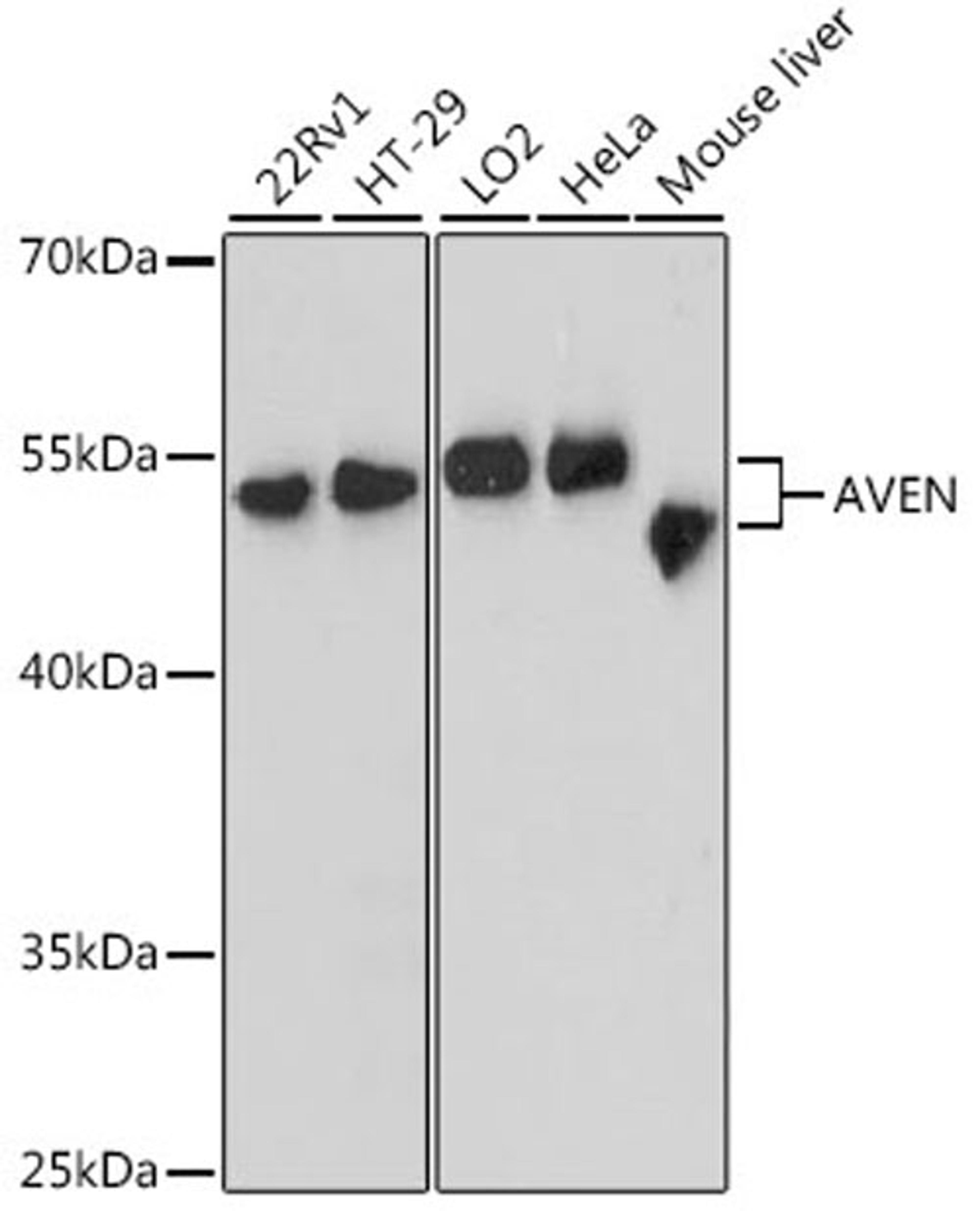 Western blot - AVEN antibody (A12910)