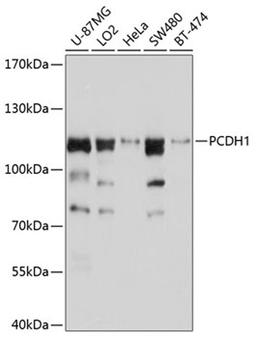 Western blot - PCDH1 antibody (A10234)