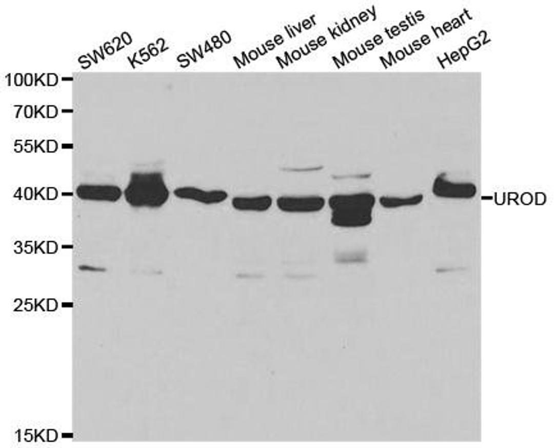 Western blot analysis of extracts of various cell lines using UROD antibody