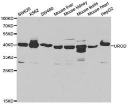 Western blot analysis of extracts of various cell lines using UROD antibody