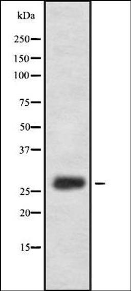 Western blot analysis of HEK293 cells using FA58A antibody