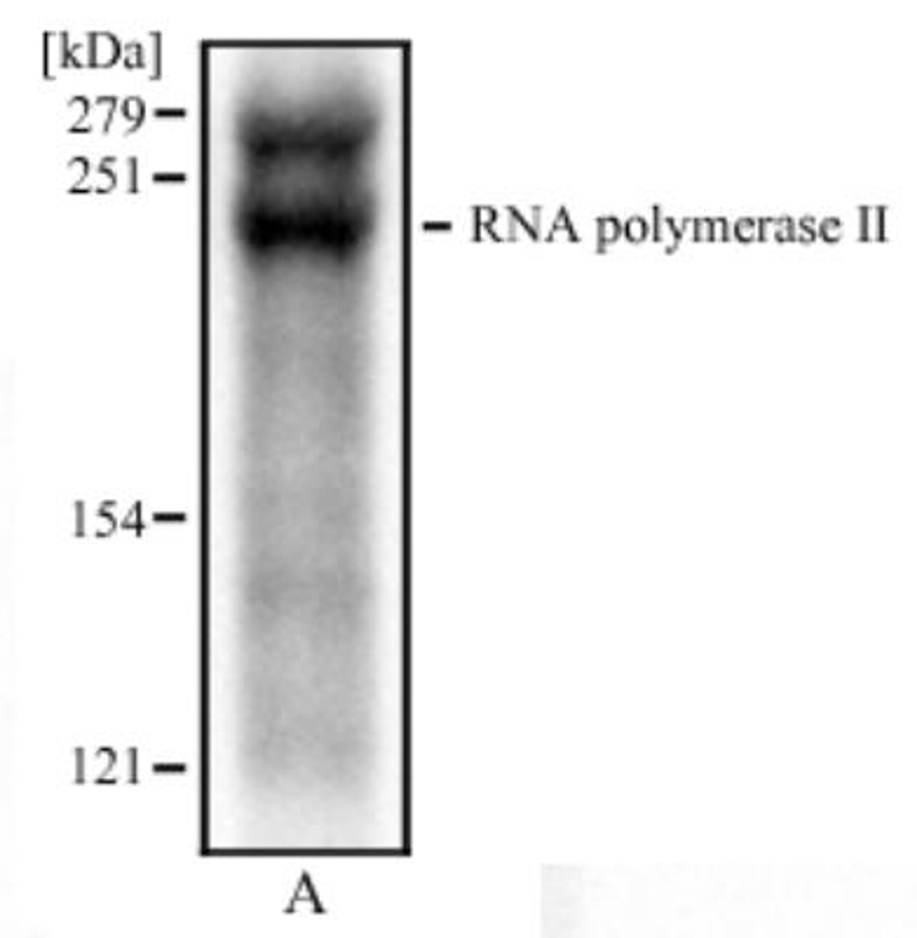 Western Blot: RNA polymerase II Antibody (4H8) [NB200-598] - Western blot analysis of MCF7 cell lysata (A) using RNA polymerase II antibody at 2 ug/ml.