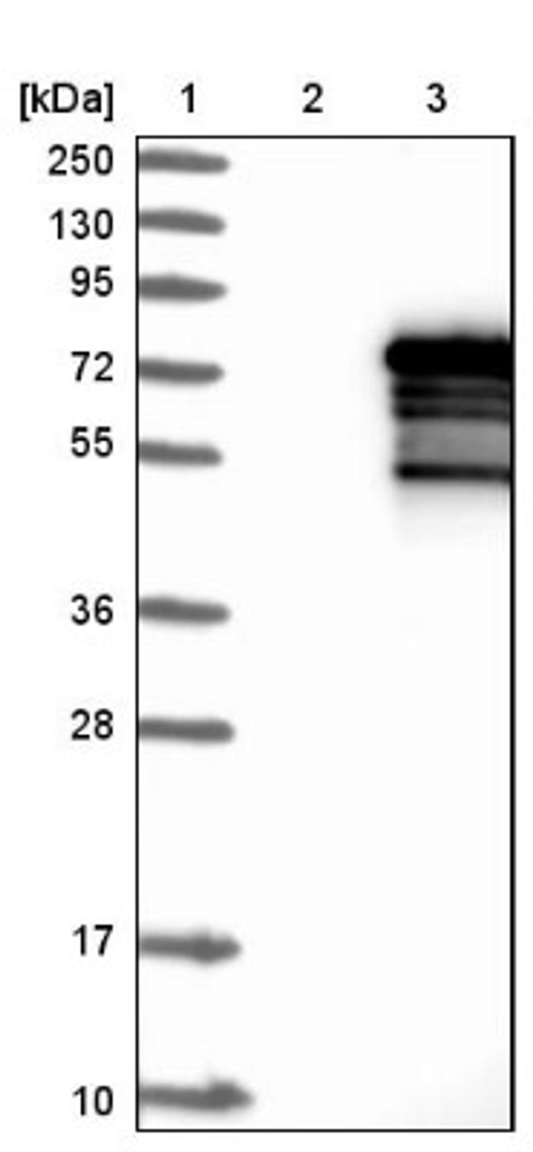 Western Blot: ZNF205 Antibody [NBP1-80604] - Lane 1: Marker [kDa] 250, 130, 95, 72, 55, 36, 28, 17, 10<br/>Lane 2: Negative control (vector only transfected HEK293T lysate)<br/>Lane 3: Over-expression lysate (Co-expressed with a C-terminal myc-DDK tag (~3.1 kDa) in mammalian HEK293T cells, LY418666)