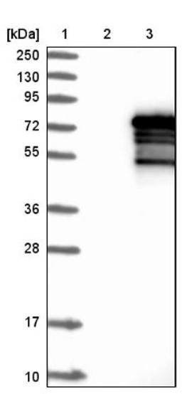 Western Blot: ZNF205 Antibody [NBP1-80604] - Lane 1: Marker [kDa] 250, 130, 95, 72, 55, 36, 28, 17, 10<br/>Lane 2: Negative control (vector only transfected HEK293T lysate)<br/>Lane 3: Over-expression lysate (Co-expressed with a C-terminal myc-DDK tag (~3.1 kDa) in mammalian HEK293T cells, LY418666)