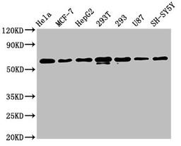 Western Blot. Positive WB detected in: Hela whole cell lysate, MCF-7 whole cell lysate, HepG2 whole cell lysate, 293T whole cell lysate, 293 whole cell lysate, U87 whole cell lysate, SH-SY5Y whole cell lysate. All lanes: HNRNPK antibody at 1.3μg/ml. Secondary. Goat polyclonal to rabbit IgG at 1/50000 dilution. Predicted band size: 51, 52, 49 KDa. Observed band size: 60 KDa.