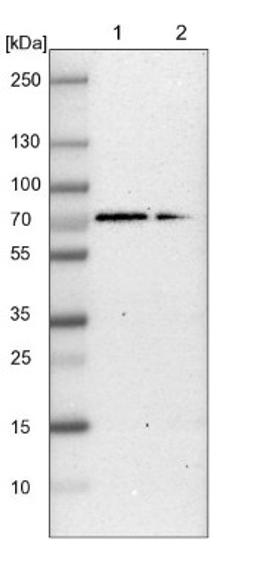 Western Blot: G3BP1 Antibody [NBP1-83404] - Lane 1: NIH-3T3 cell lysate (Mouse embryonic fibroblast cells)<br/>Lane 2: NBT-II cell lysate (Rat Wistar bladder tumour cells)