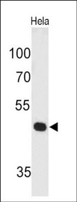 Western Blot: Pax7 Antibody (PAX7/497) [NBP2-32894] - Analysis using the Azide and BSA Free version of NBP2-32894. Detection of PAX7 in human HeLa Cell lysate