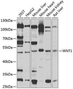 Western blot - WNT1 antibody (A2475)