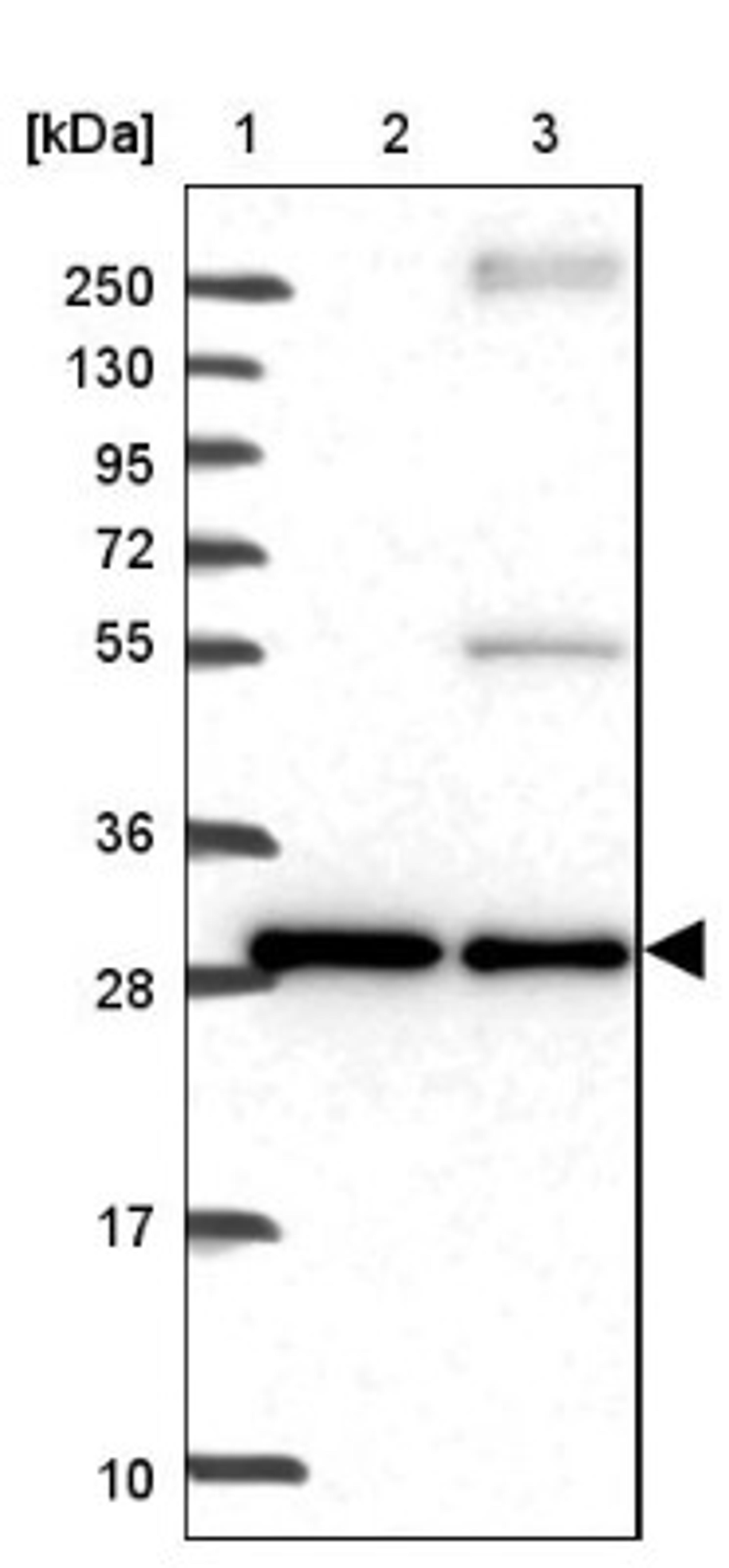 Western Blot: PRDM8 Antibody [NBP1-92284] - Lane 1: Marker [kDa] 250, 130, 95, 72, 55, 36, 28, 17, 10<br/>Lane 2: Human cell line RT-4<br/>Lane 3: Human cell line U-251MG sp