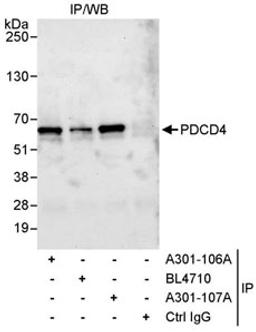 Detection of human PDCD4 by western blot of immunoprecipitates.