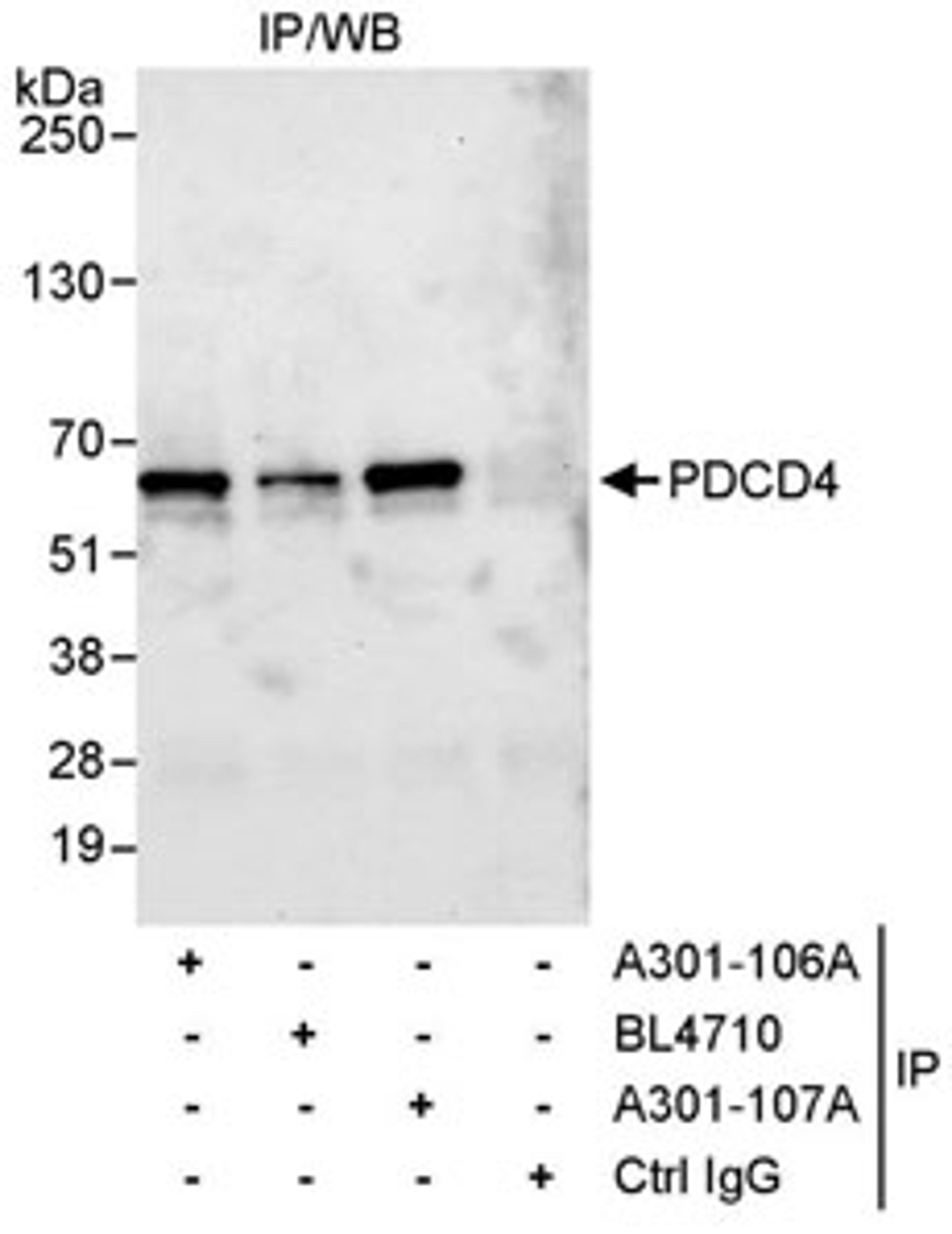 Detection of human PDCD4 by western blot of immunoprecipitates.