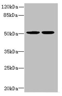 Western blot. All lanes: MATK antibody at 5.06µg/ml. Lane 1: MCF-7 whole cell lysate. Lane 2: Hela whole cell lysate. Secondary. Goat polyclonal to rabbit IgG at 1/10000 dilution. Predicted band size: 57, 52 kDa. Observed band size: 52 kDa