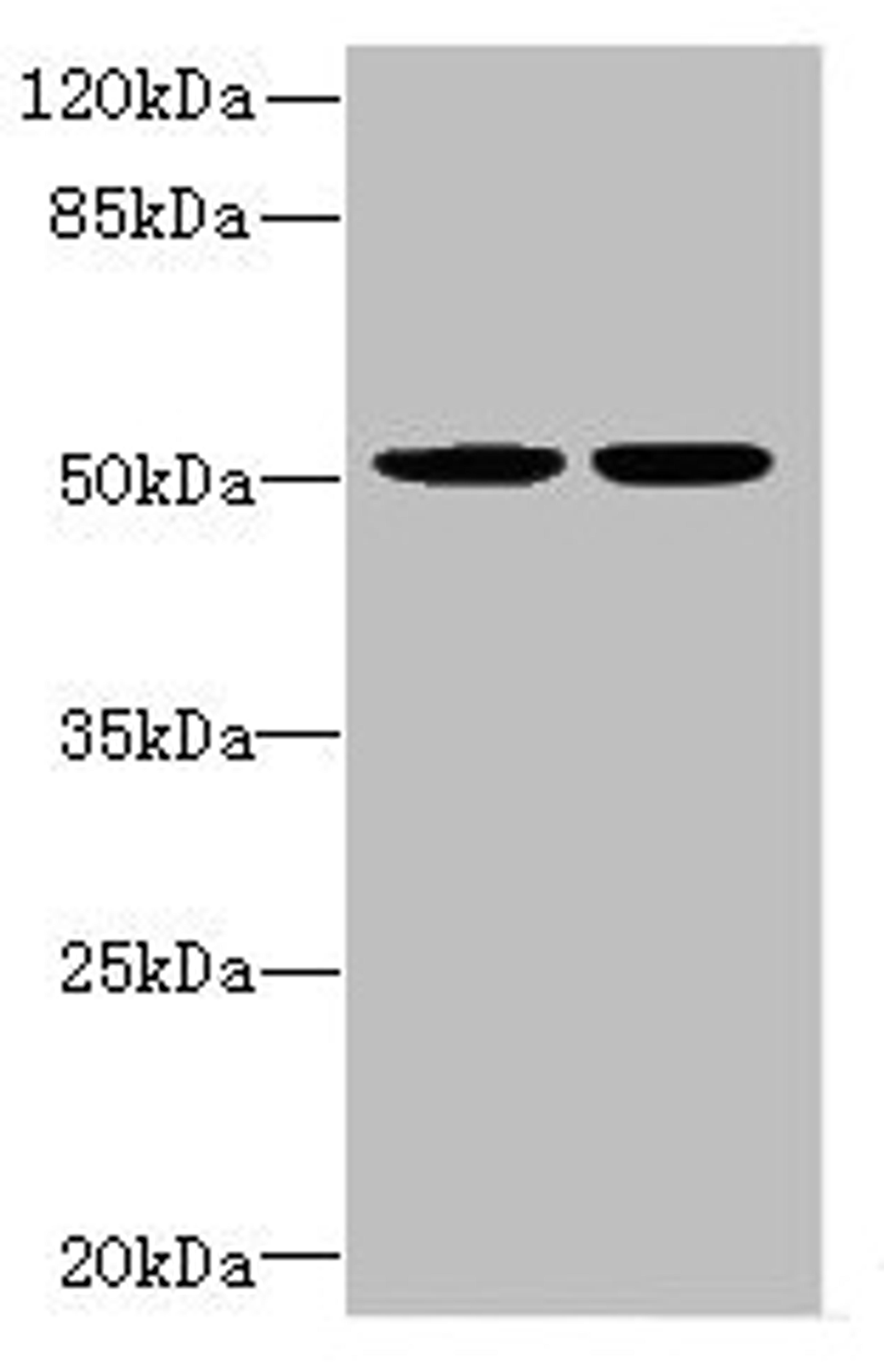 Western blot. All lanes: MATK antibody at 5.06µg/ml. Lane 1: MCF-7 whole cell lysate. Lane 2: Hela whole cell lysate. Secondary. Goat polyclonal to rabbit IgG at 1/10000 dilution. Predicted band size: 57, 52 kDa. Observed band size: 52 kDa