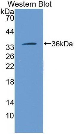 Western blot analysis of recombinant ARG1 antibody