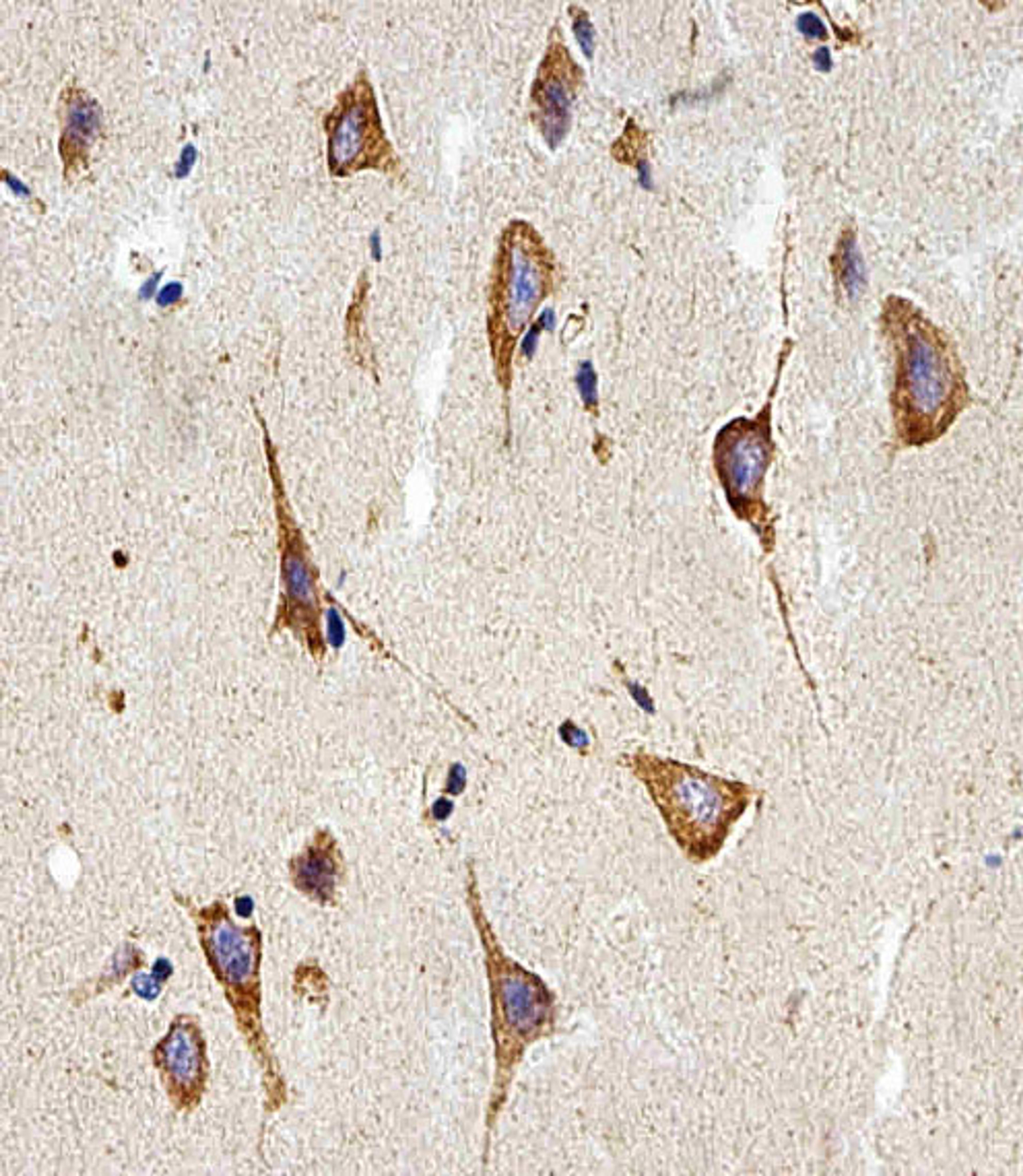 Immunohistochemical analysis of paraffin-embedded H. brain section using PLAUR Antibody . Antibody was diluted at 1:25 dilution. A peroxidase-conjugated goat anti-rabbit IgG at 1:400 dilution was used as the secondary antibody, followed by DAB staining.